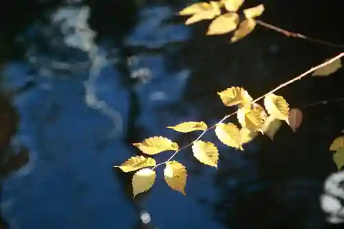 神炊館神社 ⁂奥州須賀川総鎮守⁂の自然