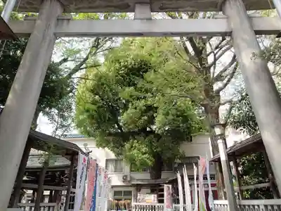 鳥越神社の鳥居