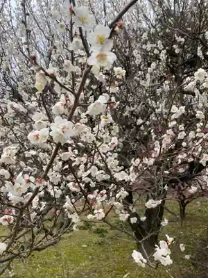 岩津天満宮(愛知県)