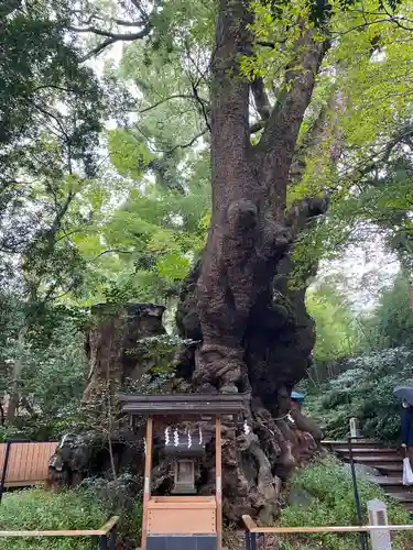 來宮神社の自然