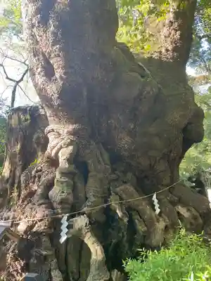 來宮神社(静岡県)