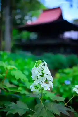 指扇氷川神社(埼玉県)