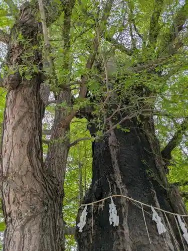 飛木稲荷神社の自然