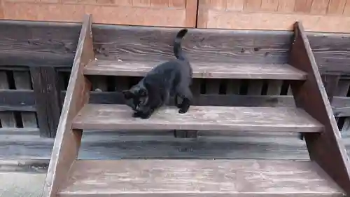 熊野神社の動物