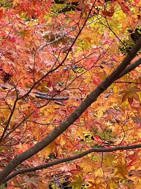 岩戸落葉神社の自然