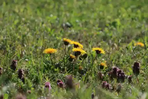 大六天麻王神社の自然