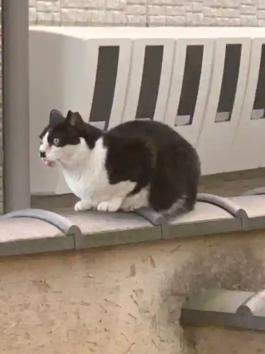 寛永寺(根本中堂)の動物