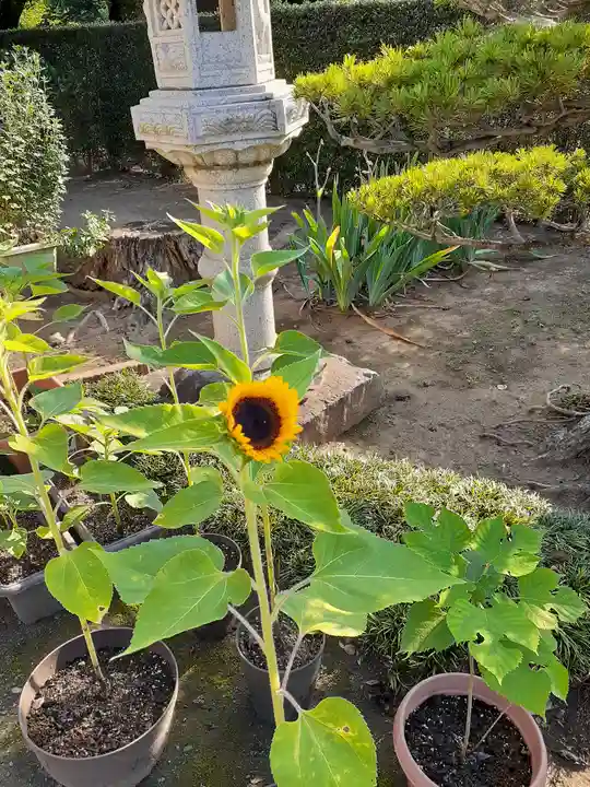 伏木香取神社の庭園