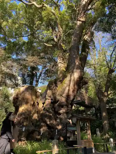 來宮神社の自然
