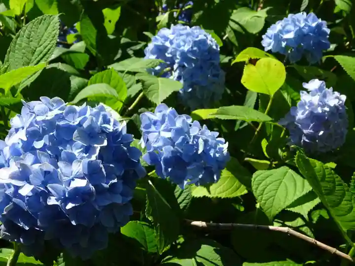 明月院(神奈川県)