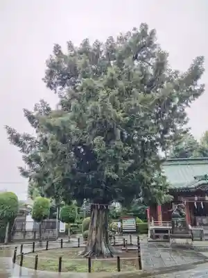 諏訪神社の自然