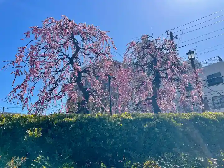 小日向 本法寺の{uncategorized: "未分類", other: "その他", undefined: "問題あり", building: "その他建物", grave: "お墓", sacred_gate: "鳥居", guardian: "狛犬", statue: "像", buddha: "仏像", history: "歴史", nature: "自然", garden: "庭園", animal: "動物", pagoda: "塔", temizu: "手水舎", mountain_gate: "山門・神門", sanctuary: "本殿・本堂", subordinate: "末社・摂社", art: "芸術", scenery: "景色", jizo: "地蔵", ema: "絵馬", goshuin: "御朱印", omikuji: "おみくじ", items: "授与品その他", amulet: "お守り", goshuincho: "御朱印帳", eats: "食事", festival: "お祭り", votive_dance: "神楽", shichigosan: "七五三参", wedding: "結婚式", experience: "体験その他", initially: "初詣", around: "周辺", anti_infection: "感染症対策"}