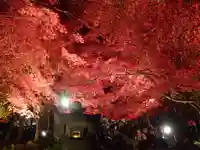 大山寺の自然
