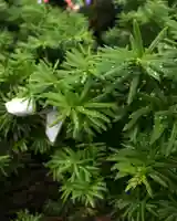 高司神社〜むすびの神の鎮まる社〜(福島県)