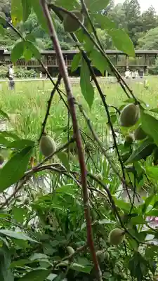 本土寺(千葉県)