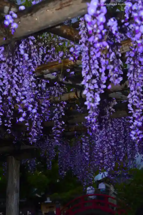 亀戸天神社(東京都)