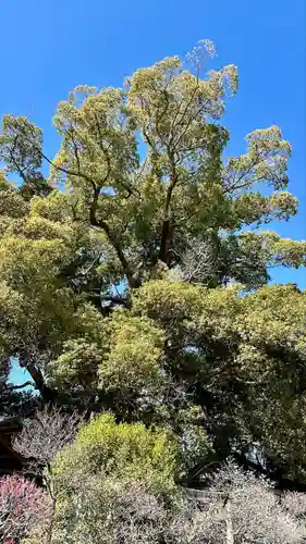道明寺天満宮(大阪府)