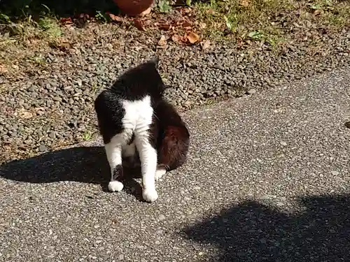 蔵前神社の動物