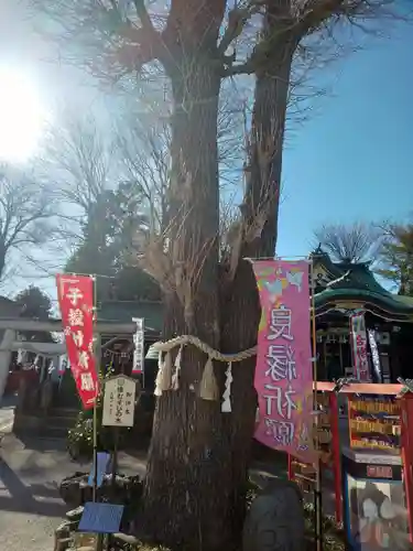 川越八幡宮の自然