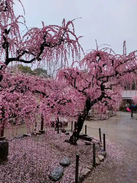 結城神社の庭園