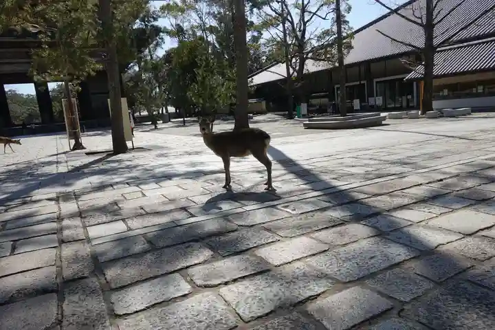 東大寺 法華堂(三月堂)の動物