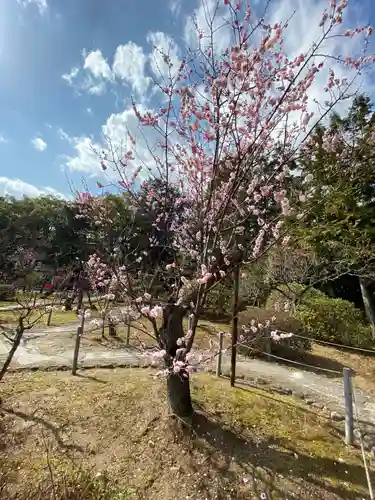 隨心院（随心院）の自然