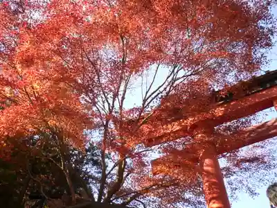 高尾山薬王院の鳥居
