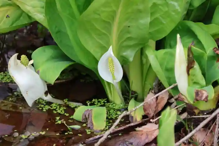 鹿島大神宮の自然