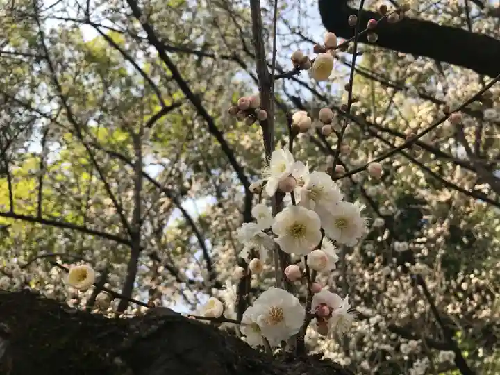 熱田神宮の自然