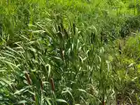 鰐河神社(香川県)