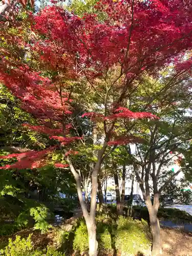 茅ヶ崎杉山神社の自然