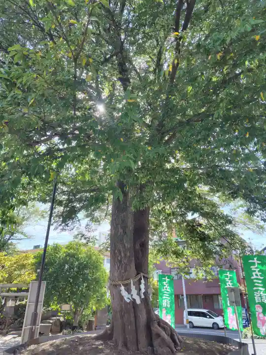 鎮守氷川神社の体験その他