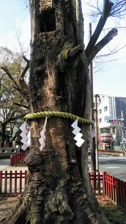 大國魂神社の自然