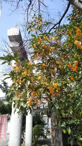 大天白神社の自然