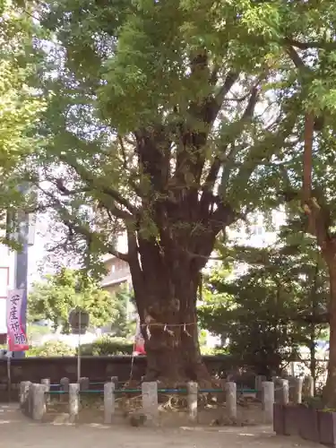 磐井神社の自然