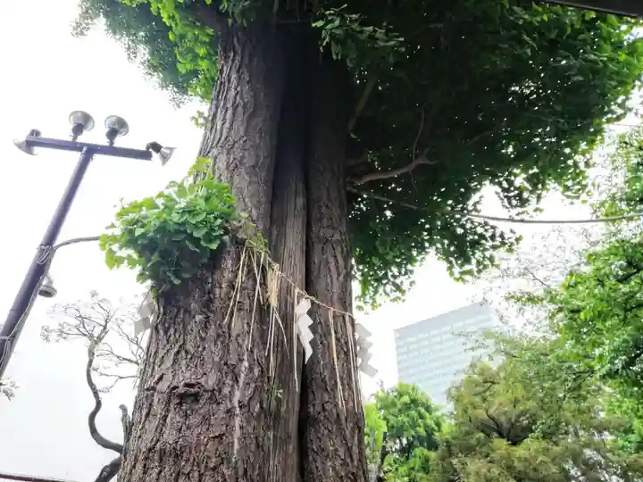 居木神社の自然