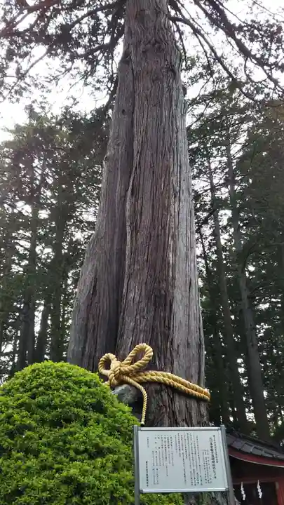 北口本宮冨士浅間神社の自然