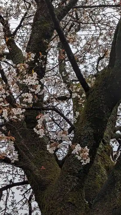 樫本神社(大原野神社境外摂社)(京都府)