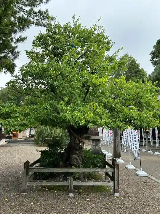 射水神社の自然