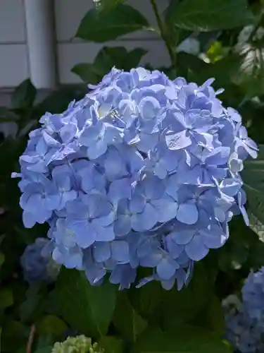 本土寺(千葉県)