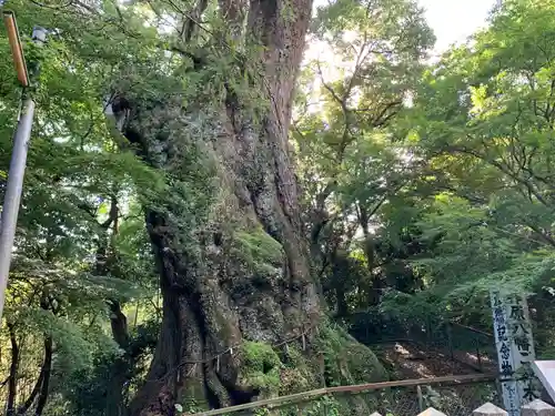 柞原八幡宮の自然