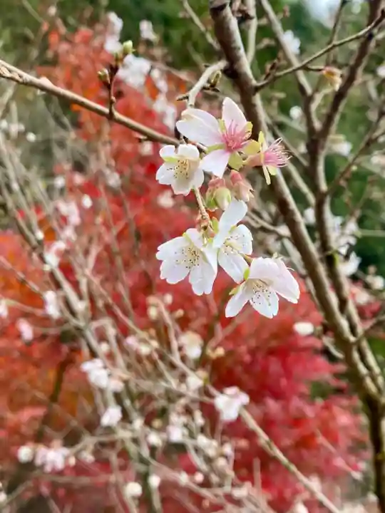 川見薬師寺(愛知県)