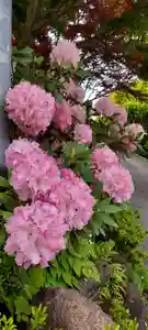 長命寺の自然(2022年05月15日(日) 21時00分53秒投稿)