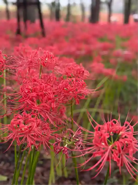 高麗神社(埼玉県)