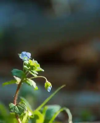 正安寺(神奈川県)