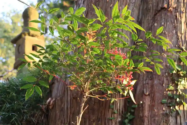 阿久津「田村神社」(郡山市阿久津町)旧社名:伊豆箱根三嶋三社の自然