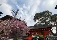 金剛寺(八坂庚申堂)の自然