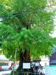 六所神社の自然