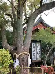 稲爪神社の自然