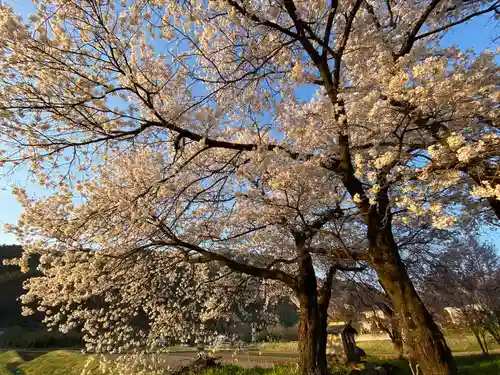 天神宮(伝河原氏屋敷跡)の自然